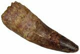 Fossil Spinosaurus Tooth - Feeding Worn Tip #355723-1
